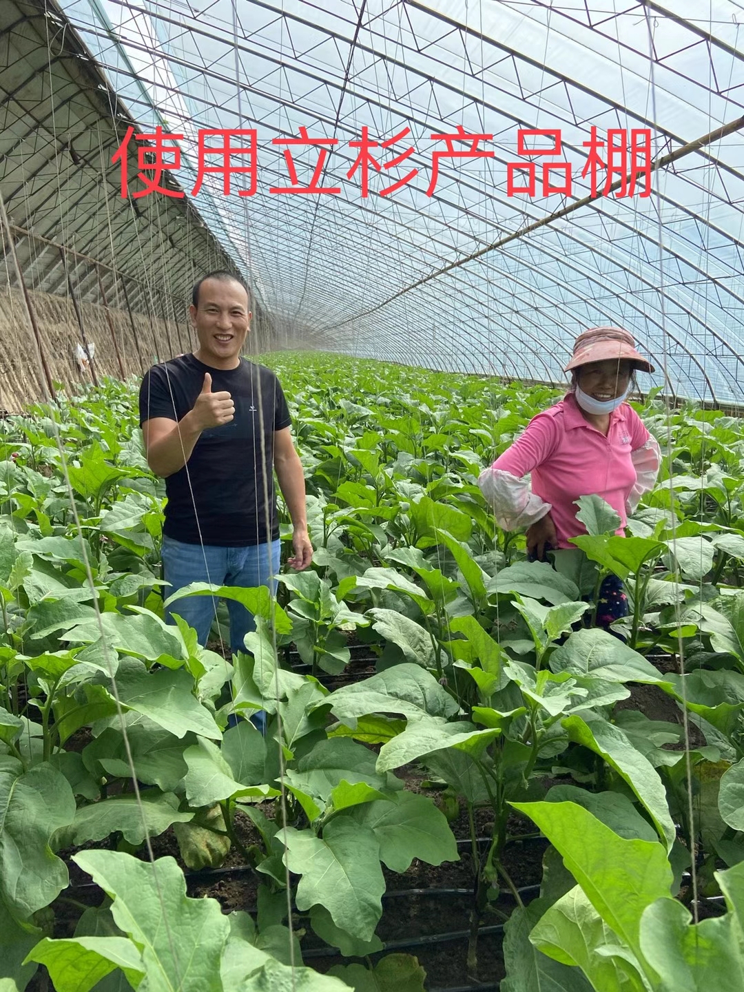 <a href=http://www.zzzmu.cn target=_blank class=infotextkey>上海立杉</a>水溶肥在北方暖棚茄子上的效果反饋2