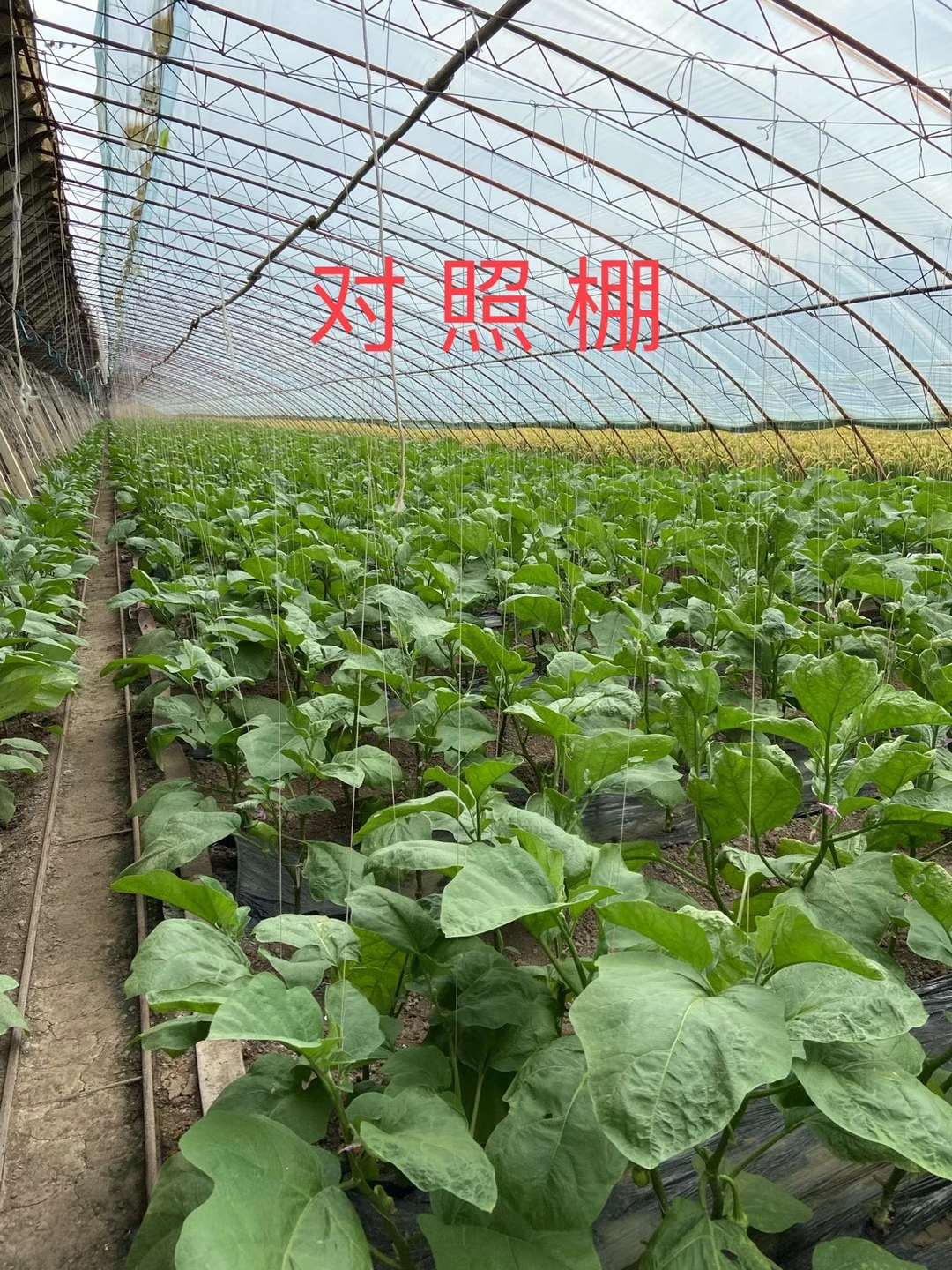 <a href=http://www.zzzmu.cn target=_blank class=infotextkey>上海立杉</a>水溶肥在北方暖棚茄子上的效果反饋3