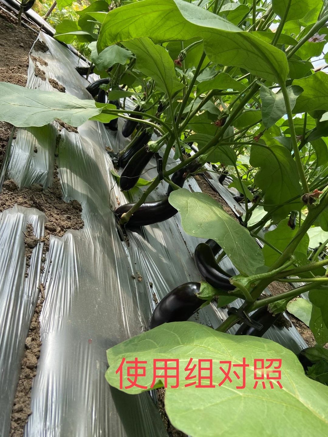 <a href=http://www.zzzmu.cn target=_blank class=infotextkey>上海立杉</a>水溶肥在北方暖棚茄子上的效果反饋5