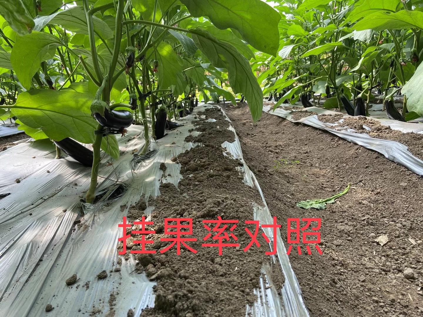 <a href=http://www.zzzmu.cn target=_blank class=infotextkey>上海立杉</a>水溶肥在北方暖棚茄子上的效果反饋4